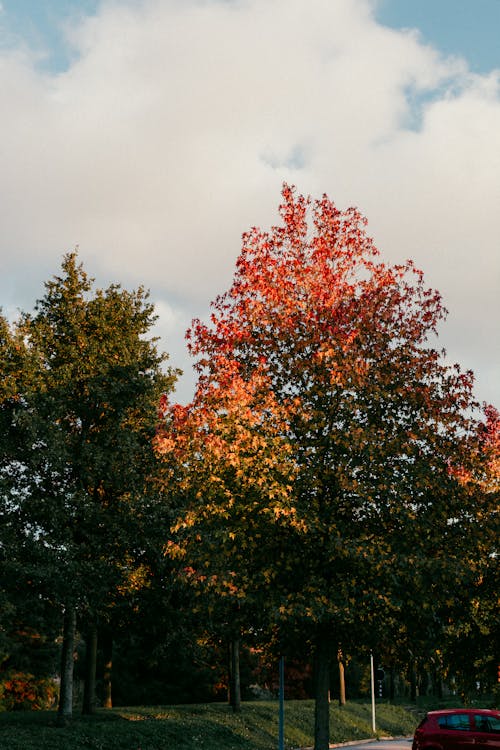 Безкоштовне стокове фото на тему «дерева, дерево, осіннє листя»
