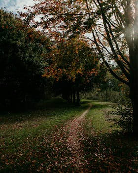 Serene forest path in Almere, Netherlands during fall with sunlight filtering through trees.