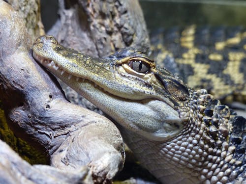 Fotobanka s bezplatnými fotkami na tému aligátor, cicavec, divá príroda