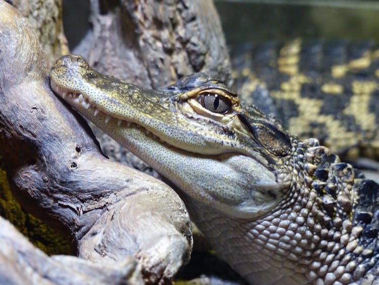 Close-up Of Crocodile