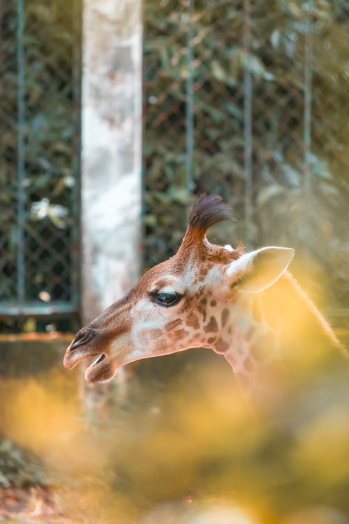 Free A detailed shot of a giraffe's head with blurred foliage in a zoo environment. Stock Photo