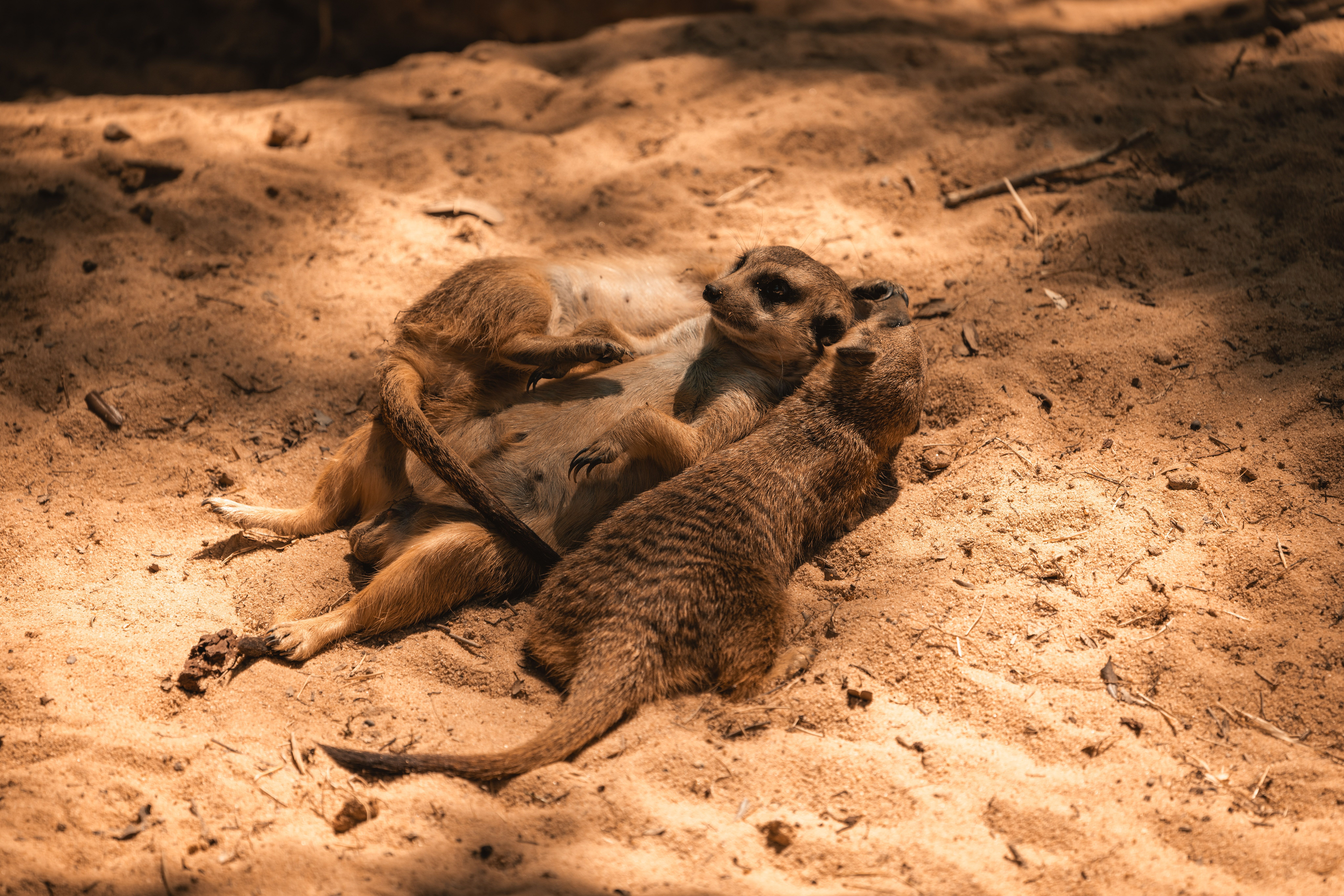 Exclusive Guiding Meerkat