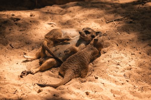 Free Two meerkats cuddle in the sunlit sandy terrain, showcasing natural behavior and affection. Stock Photo