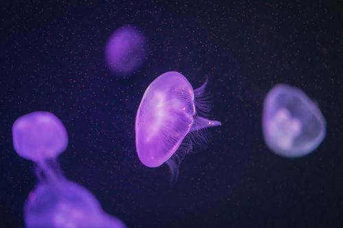 Free Stunning capture of glowing purple jellyfish floating gracefully in an aquarium. Stock Photo