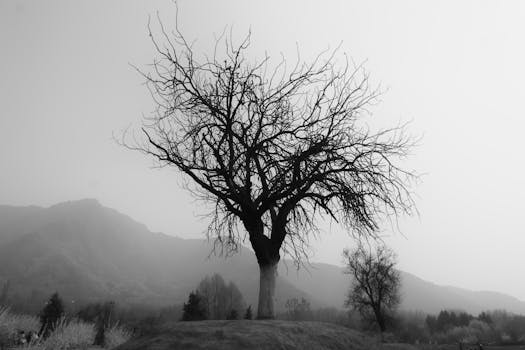 A striking silhouette of a leafless tree in a misty, mountainous black and white landscape.