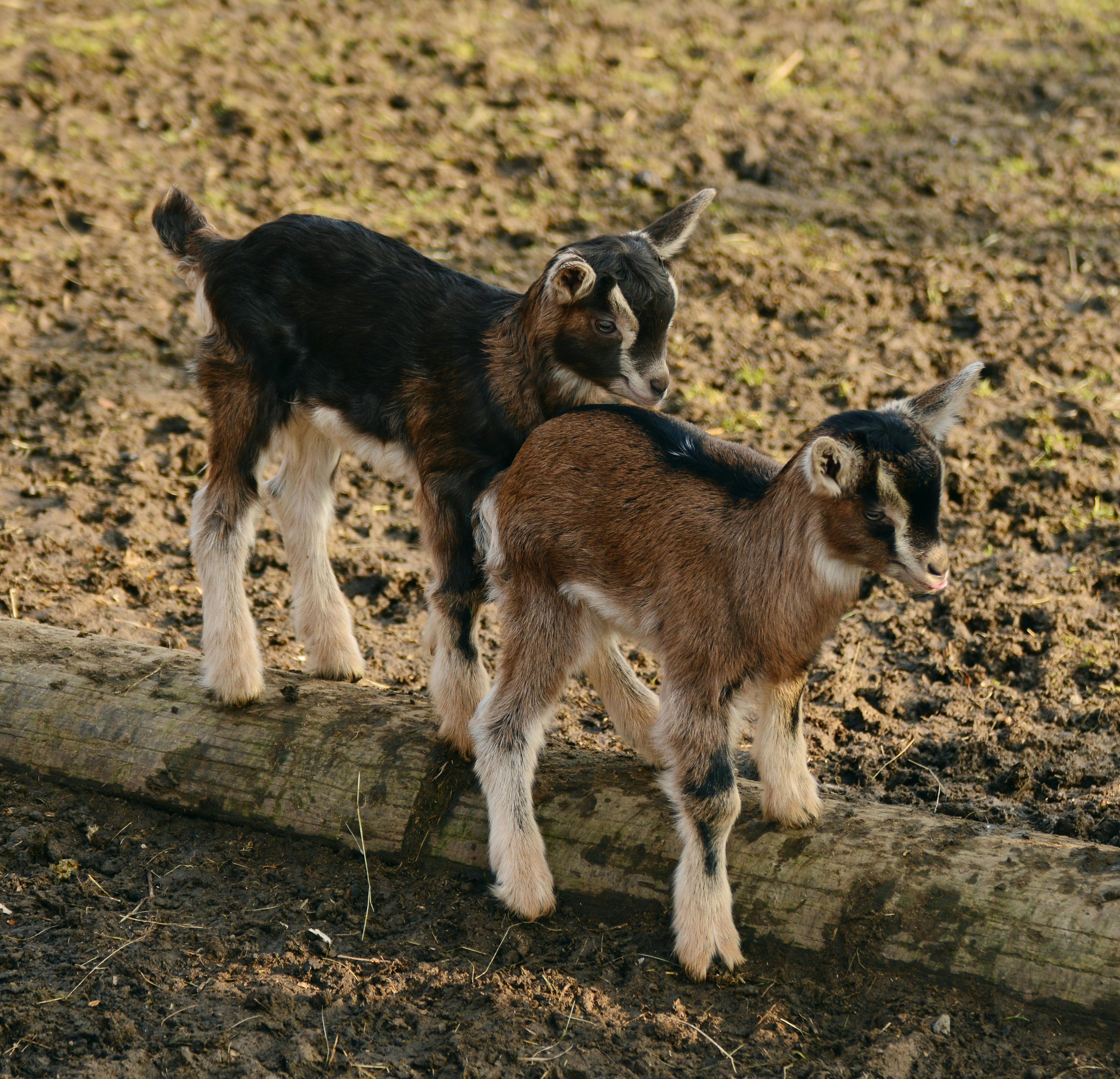 12837 Goat Wallpaper Images Stock Photos  Vectors  Shutterstock