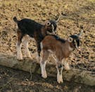 在阳光明媚的农场日，可爱的小山羊们一起玩耍