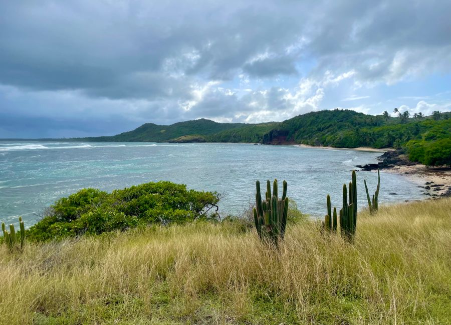 Tranquil coastal landscape in Sainte-Anne, Martinique with cactus and lush greenery along the shoreline.