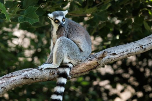 Isalo National Park hike — Madagascar