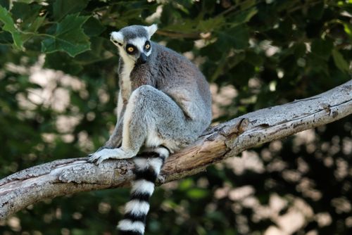 Free A ring-tailed lemur (Lemur catta) sits on a tree branch in a natural setting, offering a serene view of wildlife. Stock Photo