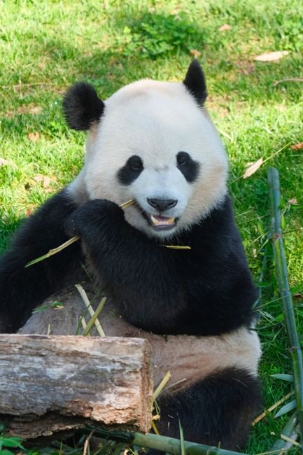 A giant panda sits on the grass enjoying bamboo at a zoo in Washington, D.C.