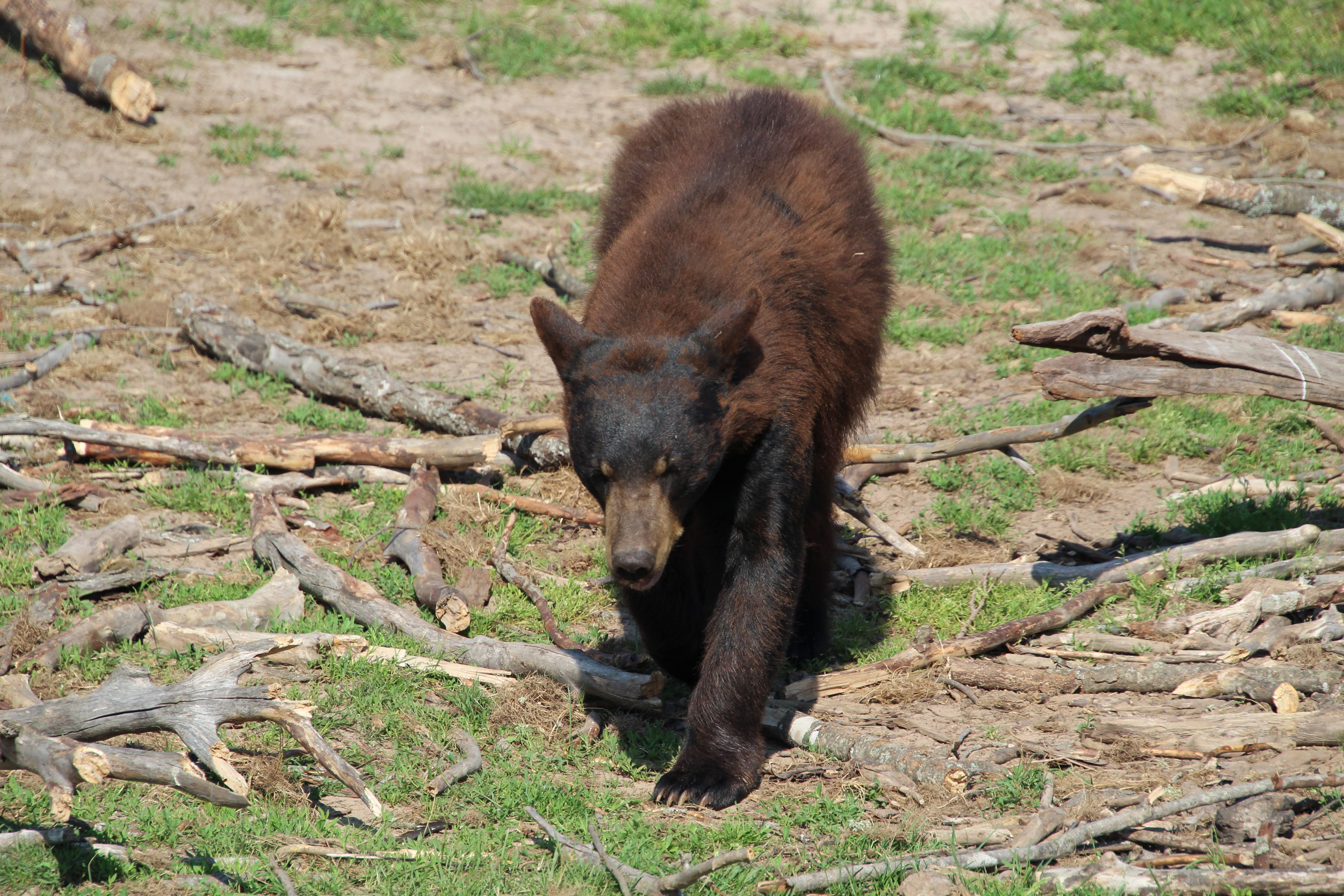 Sun Bear Realty &amp; Property Management acquires Vacation Station and Incline House Cleaning — Photo by Sinful on Pexels