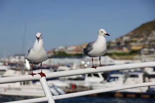 Free Seagulls resting on a railing at a bustling marina with scenic views in Cape Town. Stock Photo