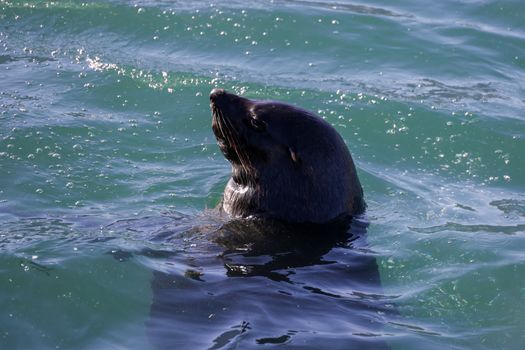 A seal emerges from the ocean, captured in bright daylight with sparkling water.