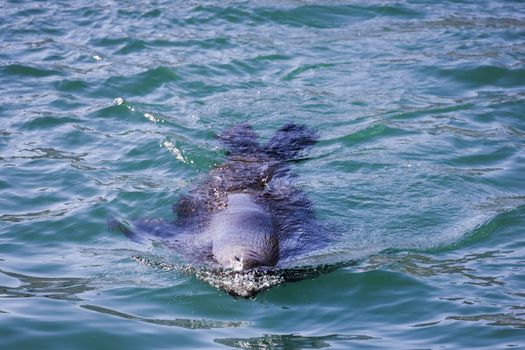 Close-up of a seal swimming on the ocean surface with visible water ripples.