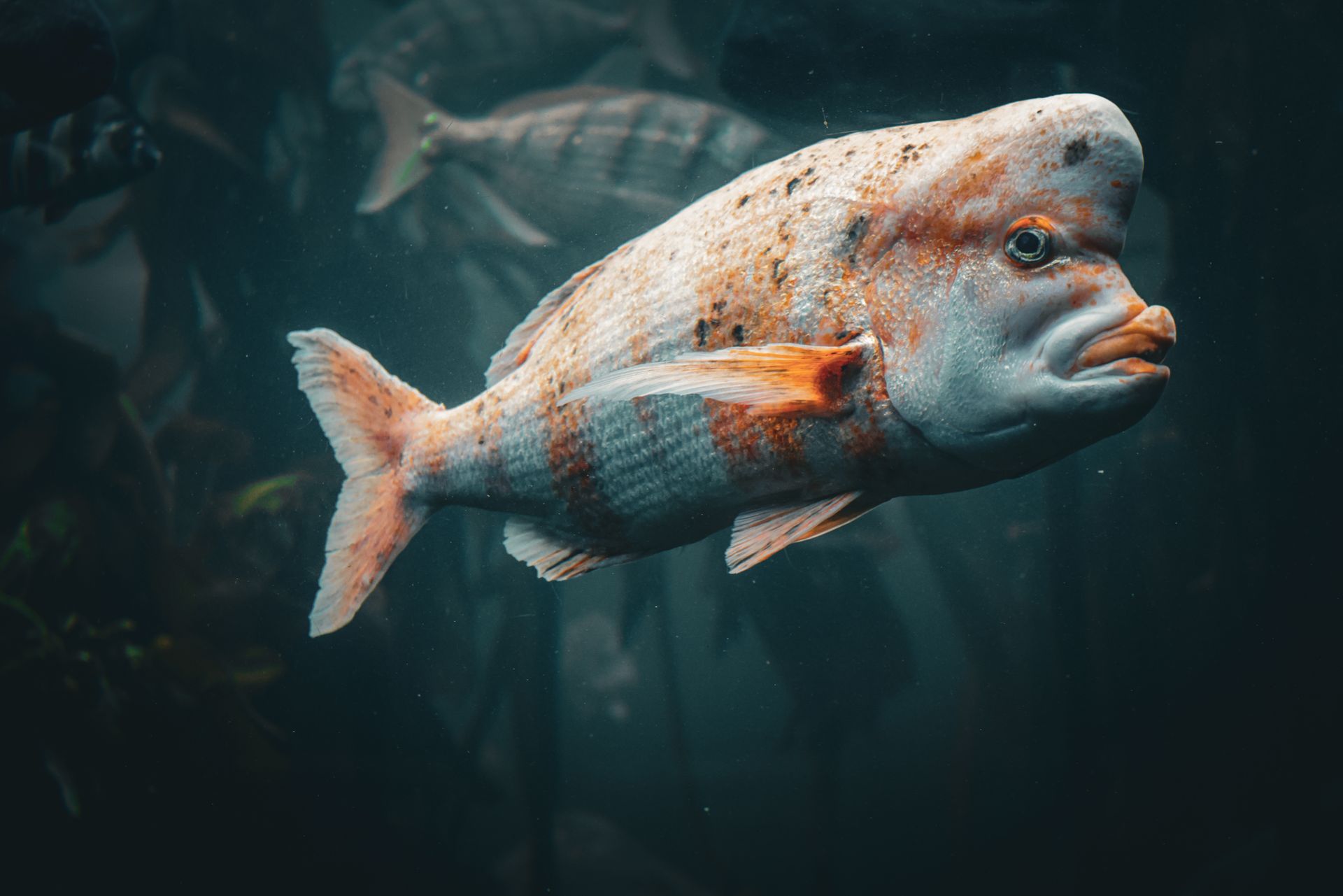Underwater reef at Ibiza and Formentera