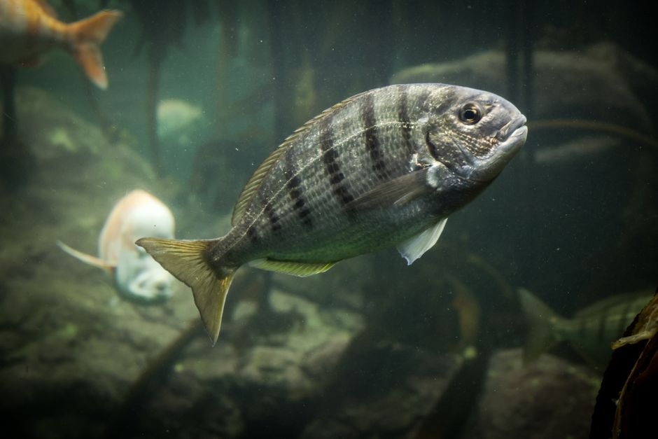 Mengejar Ikan Pelagis di Laut Lepas Mengejar Ikan Pelagis di Laut Lepas
