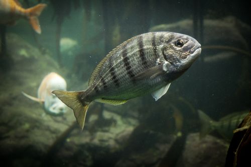 Temple of Apollo Underwater