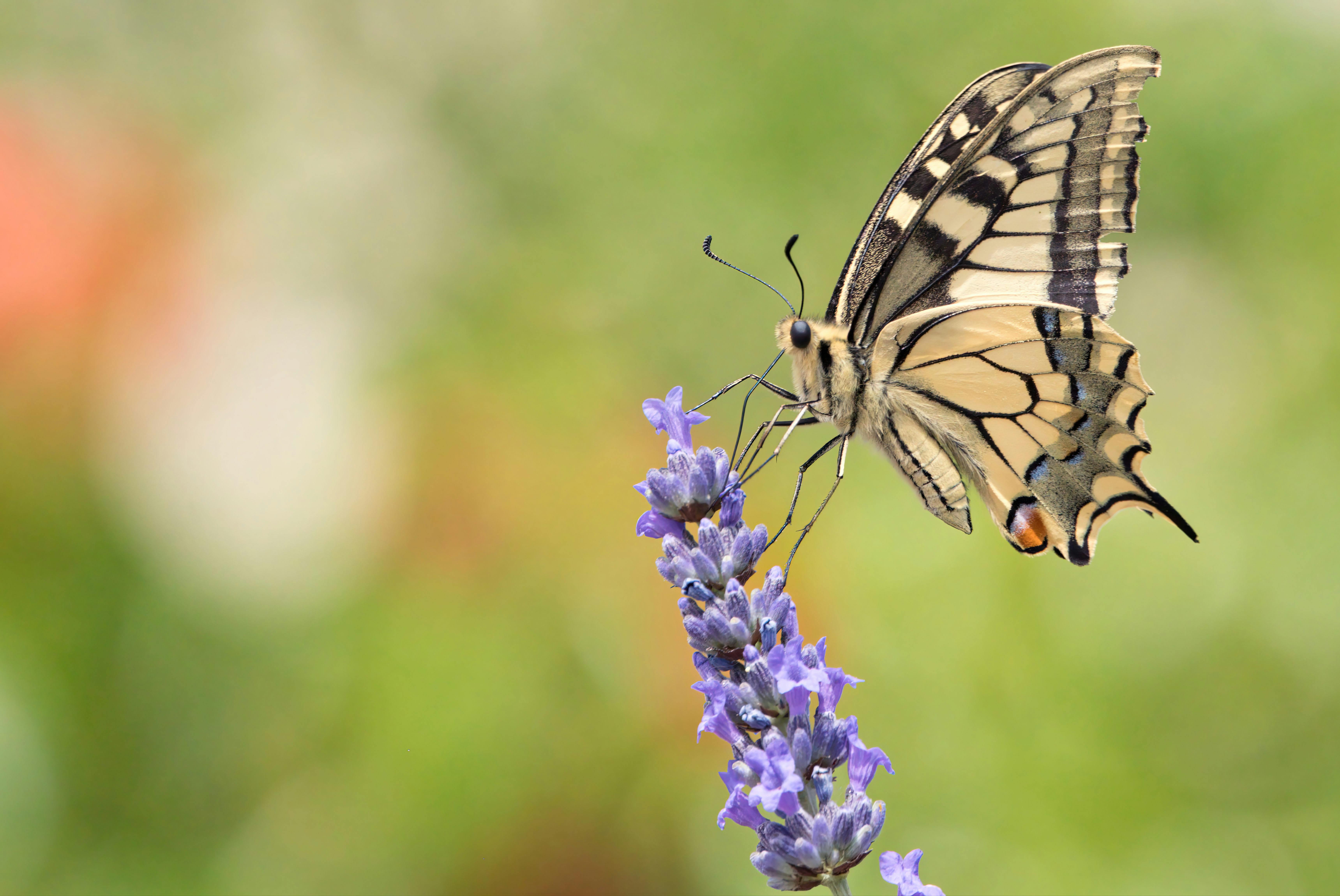 Botanical remedies offer a time-tested approach to soothing the nervous system.