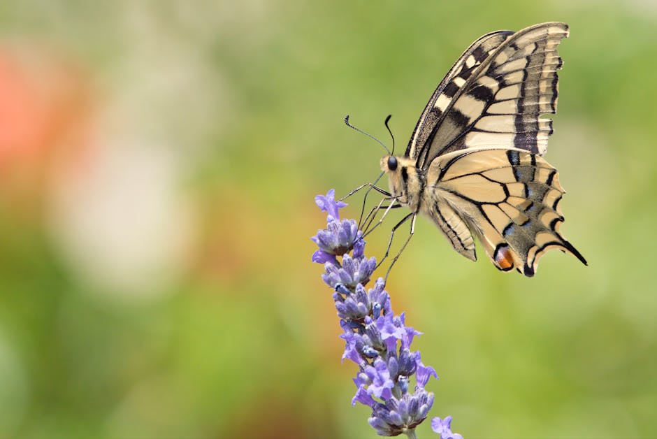Botanical remedies offer a time-tested approach to soothing the nervous system.
