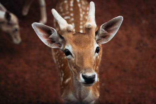 Photo by Esteban Carriazo Intimate portrait of a spotted deer showcasing its unique markings and gentle expression against a natural backdrop.