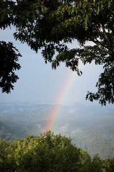 Beautiful rainbow arches over lush greenery in a tranquil North Carolina forest, creating a serene nature scene.