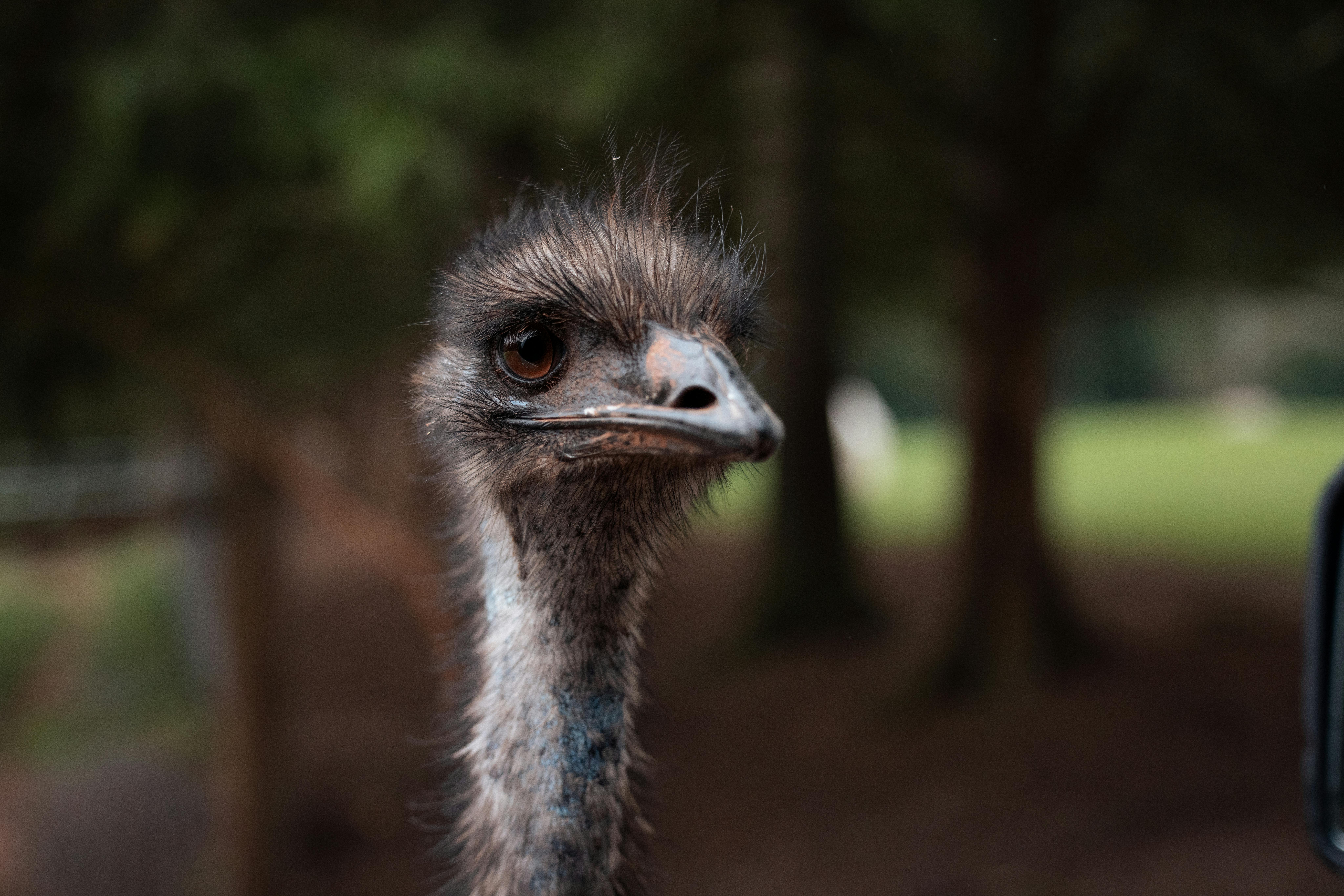 Portrait of an Emu with a natural forest background, showcasing wildlife close-up.