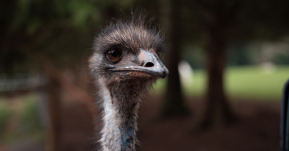 Emu W Close-up of an Emu in Forest Setting · Free Stock Photo
