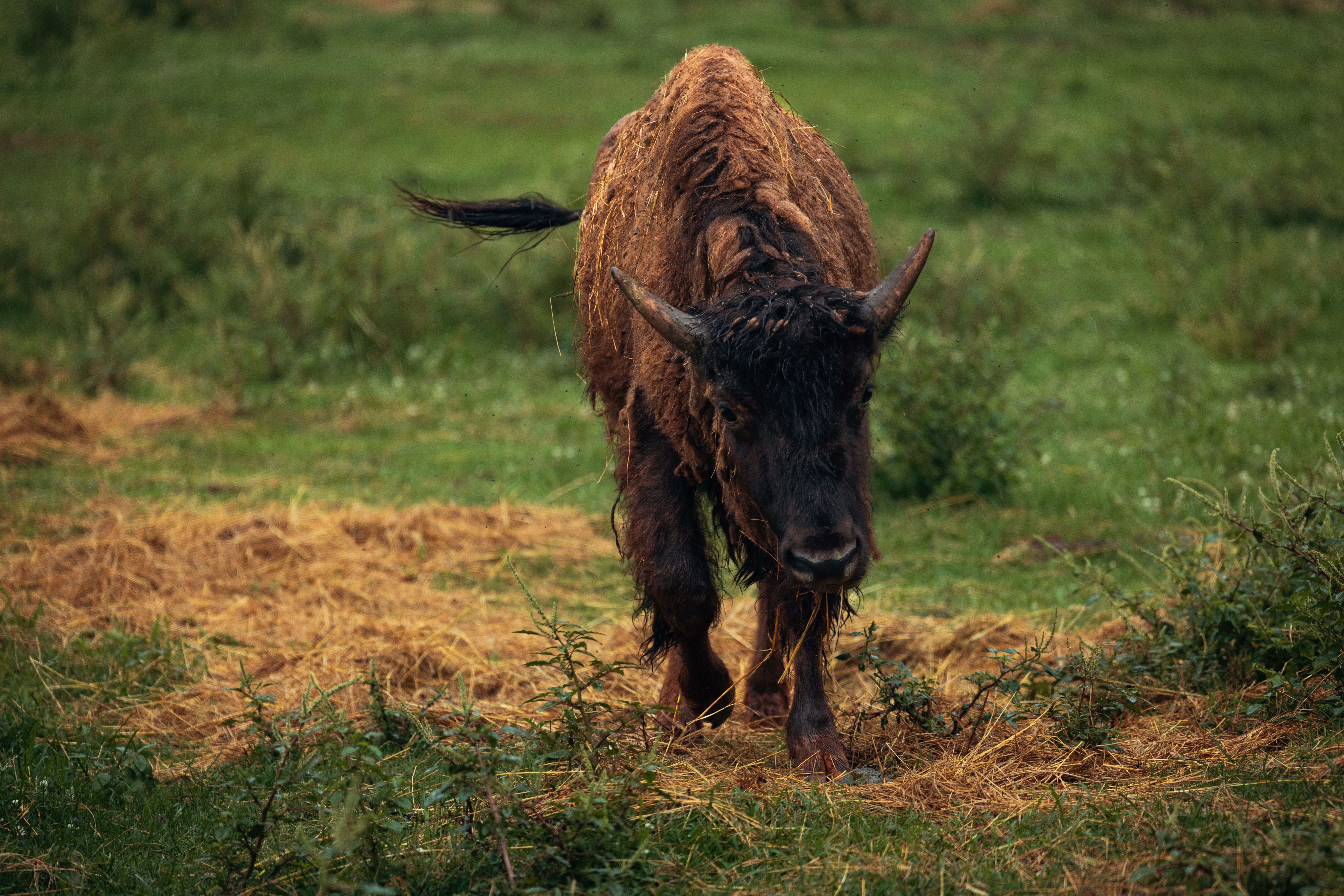 Buffalo