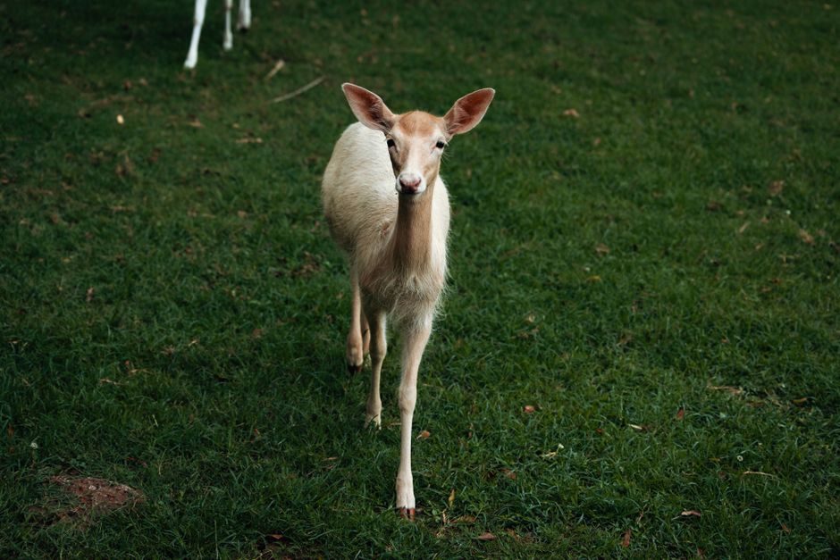 Deer Crashes Through Bedroom Window in Ontario: Could It Happen in Ottawa?