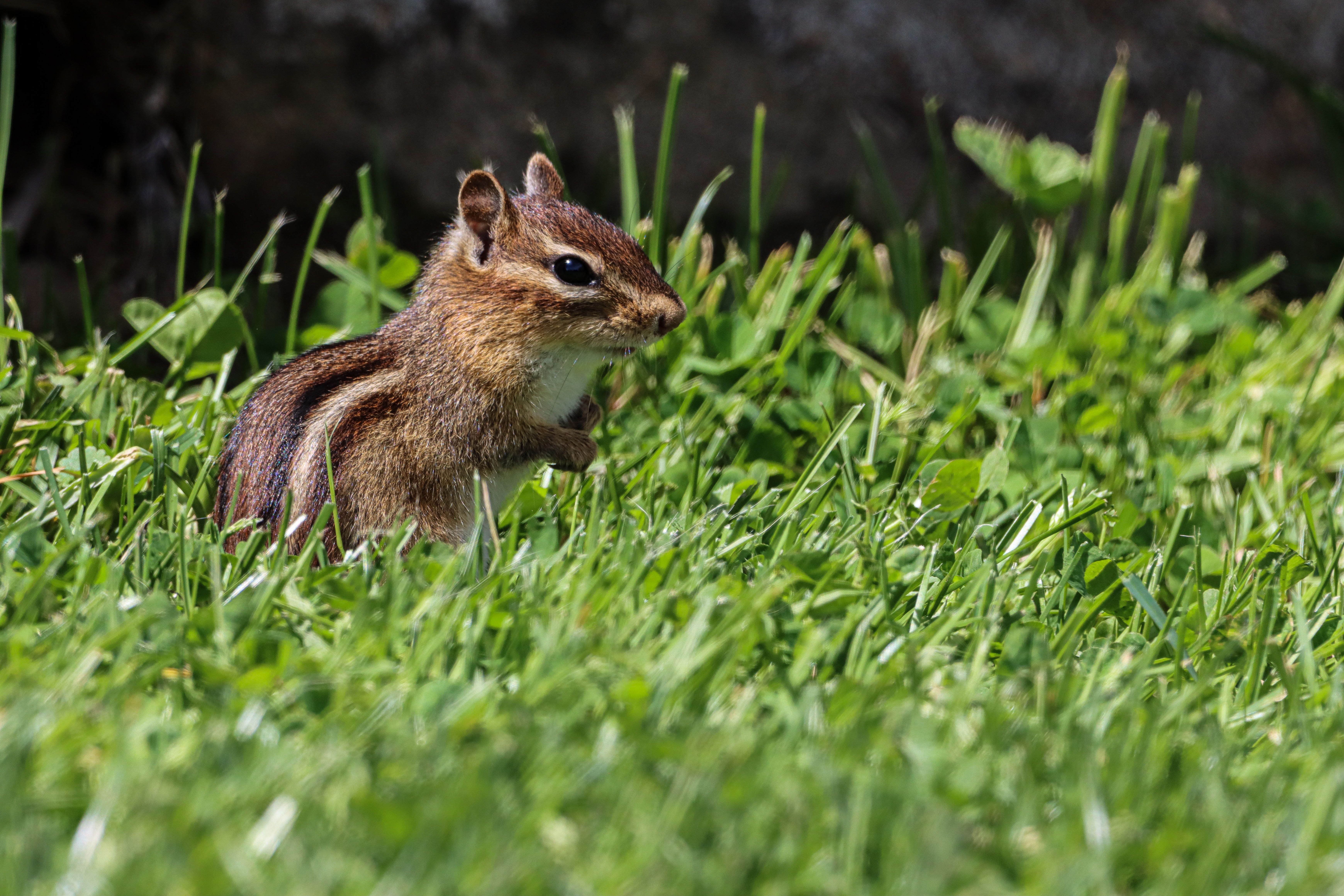 Eastern Chipmunk in Vibrant Green Grass · Free Stock Photo
