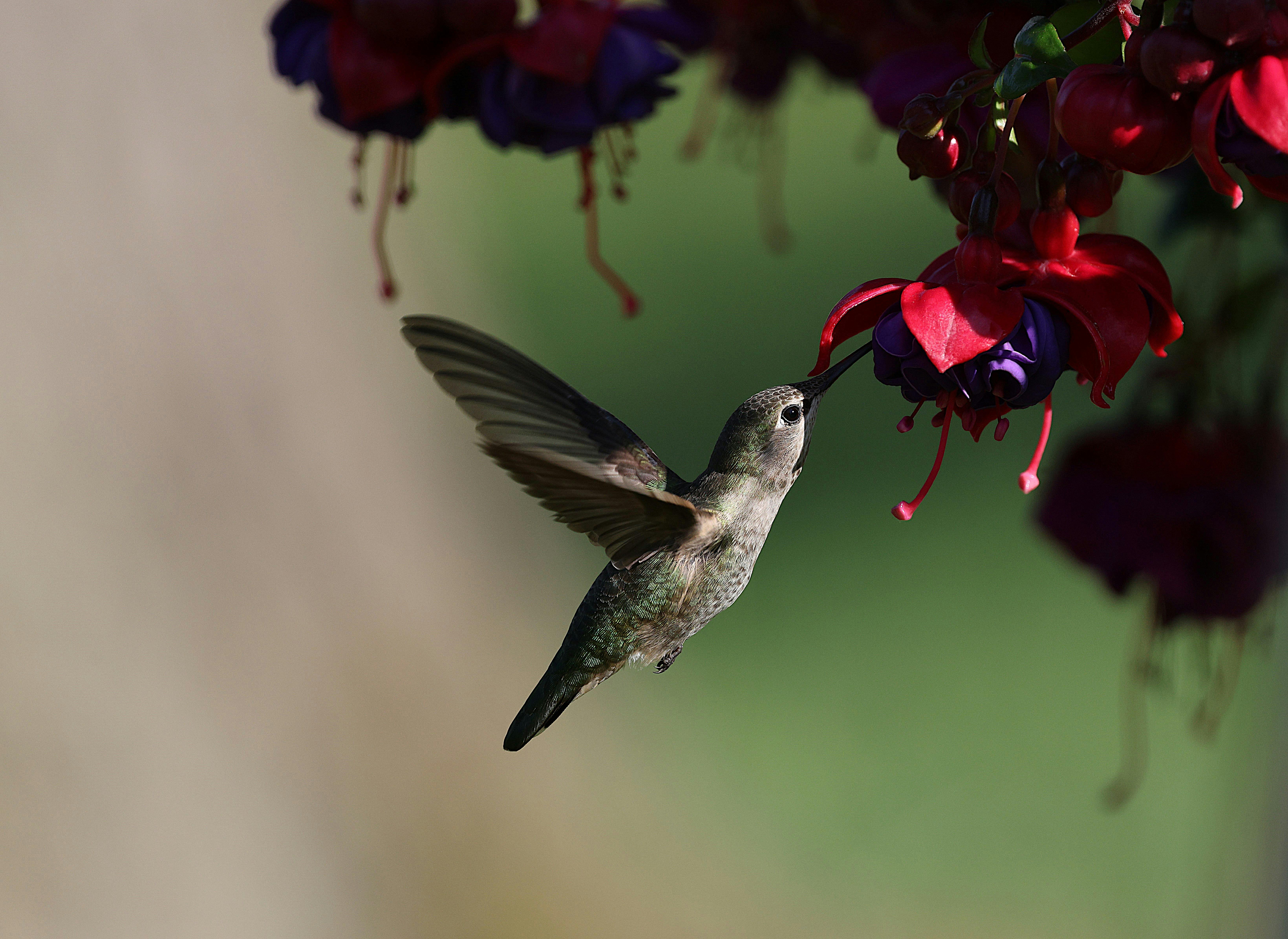 Hummingbird Feeding on Vibrant Fuchsia Flowers · Free Stock Photo, image size:6560x4784