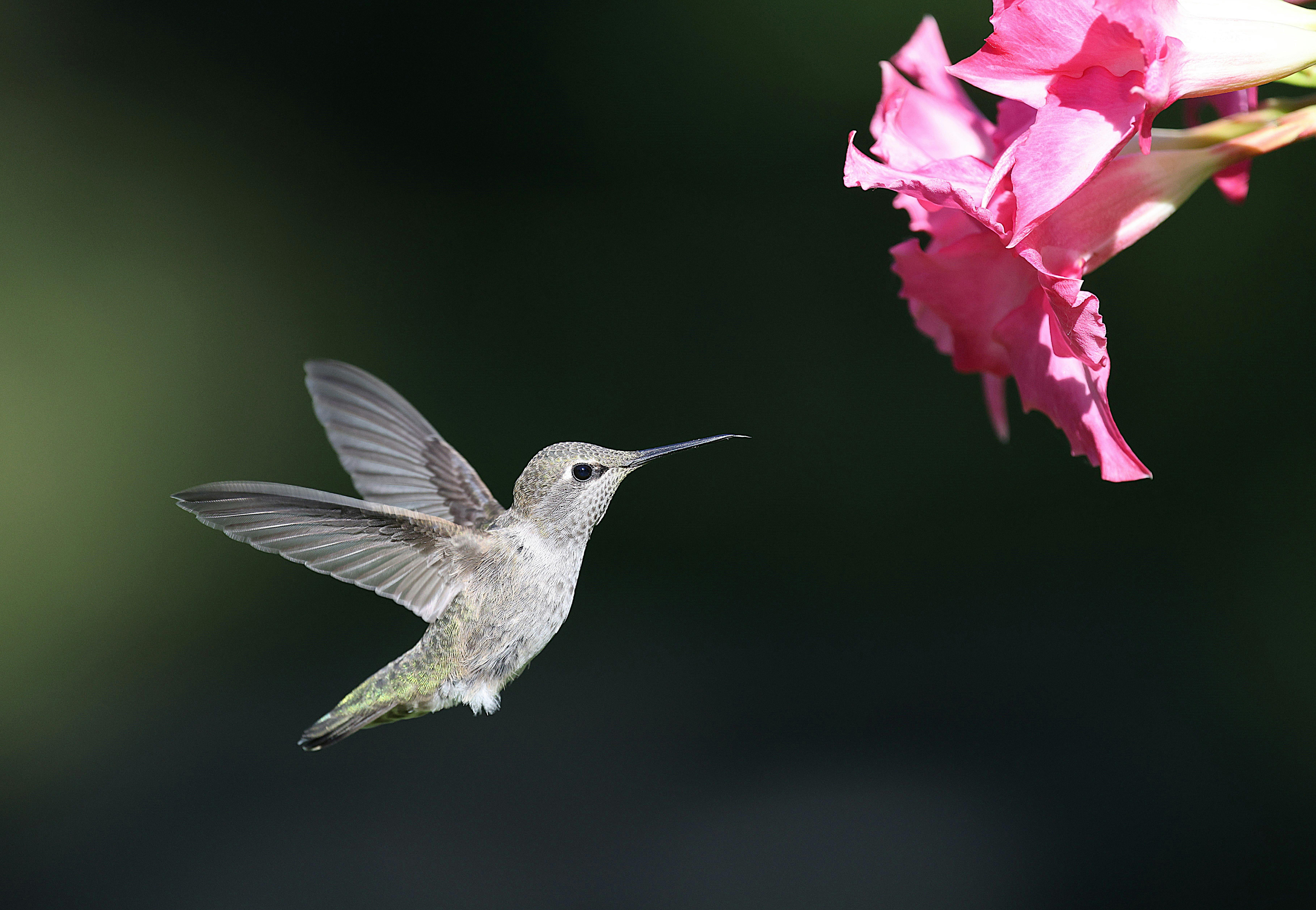 Close-up of an Anna's hummingbird in flight near vibrant pink flowers, showcasing nature's beauty.