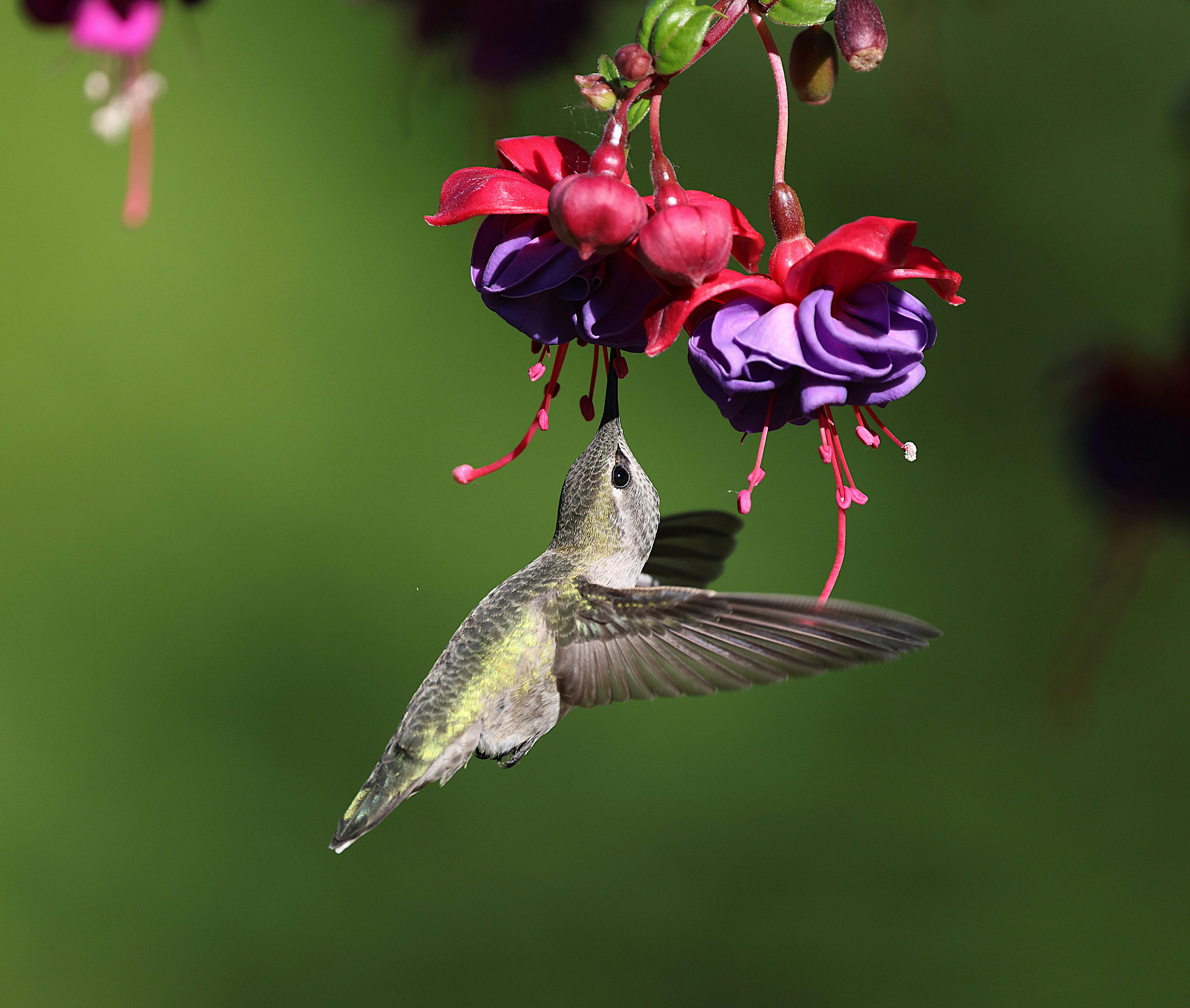 Vibrant Hummingbird Feeds on Fuchsia Flowers · Free Stock Photo, image size:6379x5402
