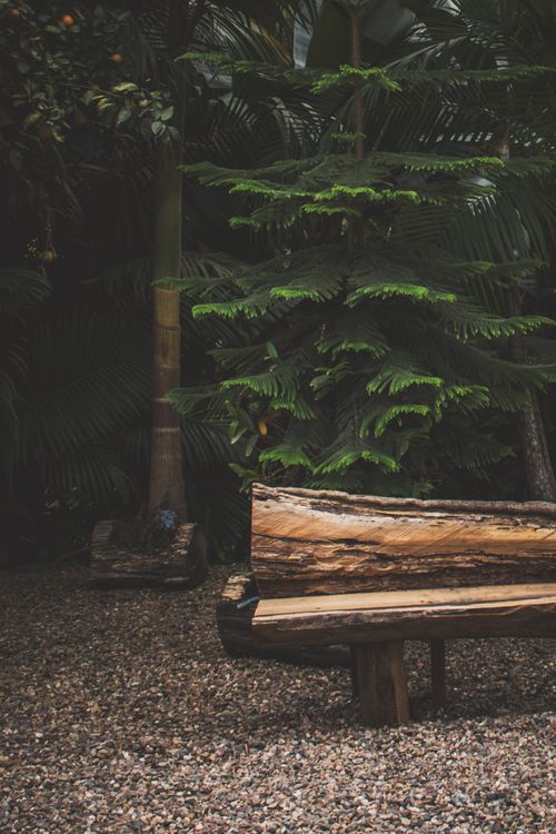 Free A rustic wooden bench made from a log in a lush rainforest setting. Stock Photo