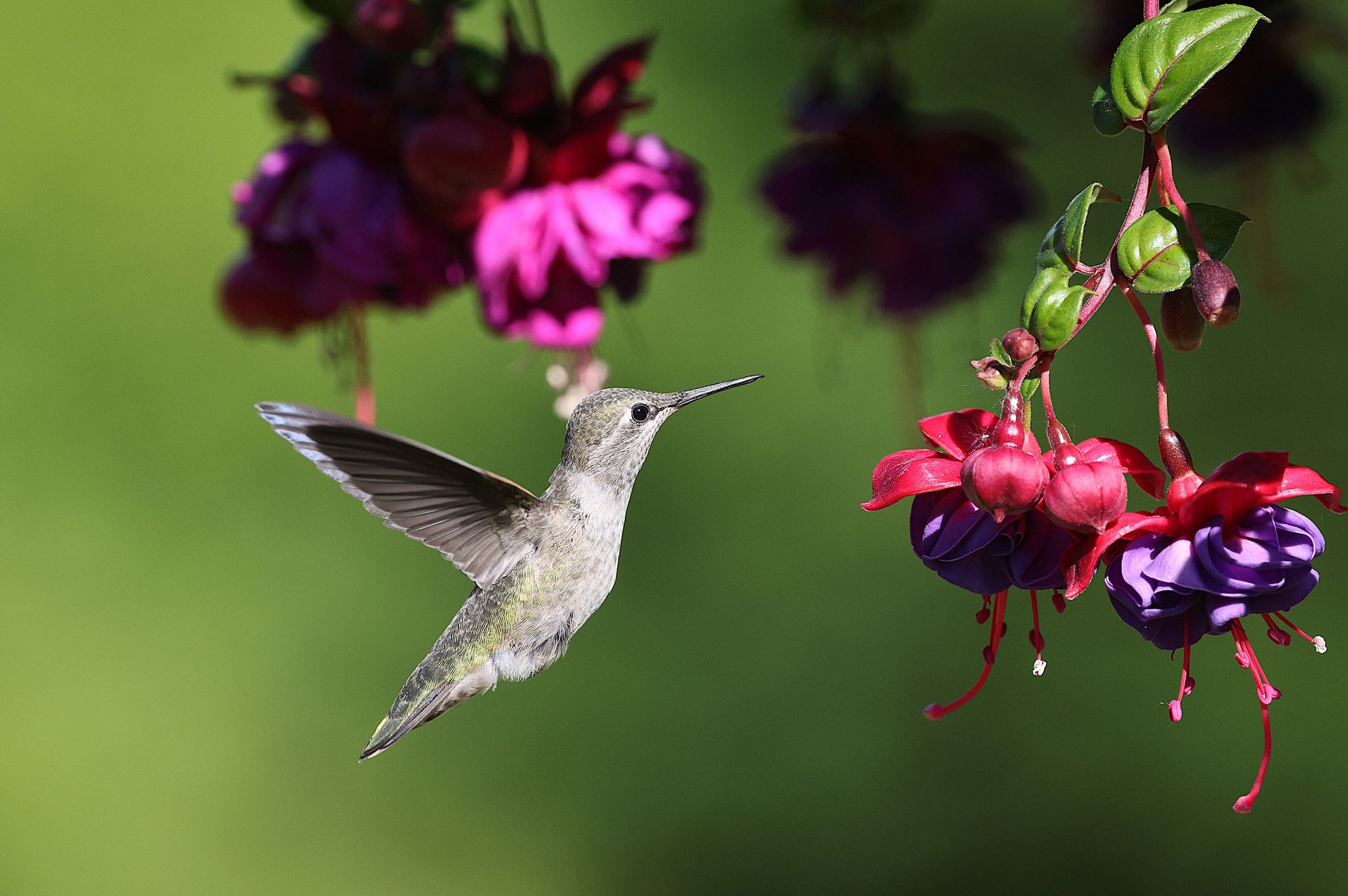 Anna's hummingbird hovers near vibrant fuchsia flowers in a garden setting.
