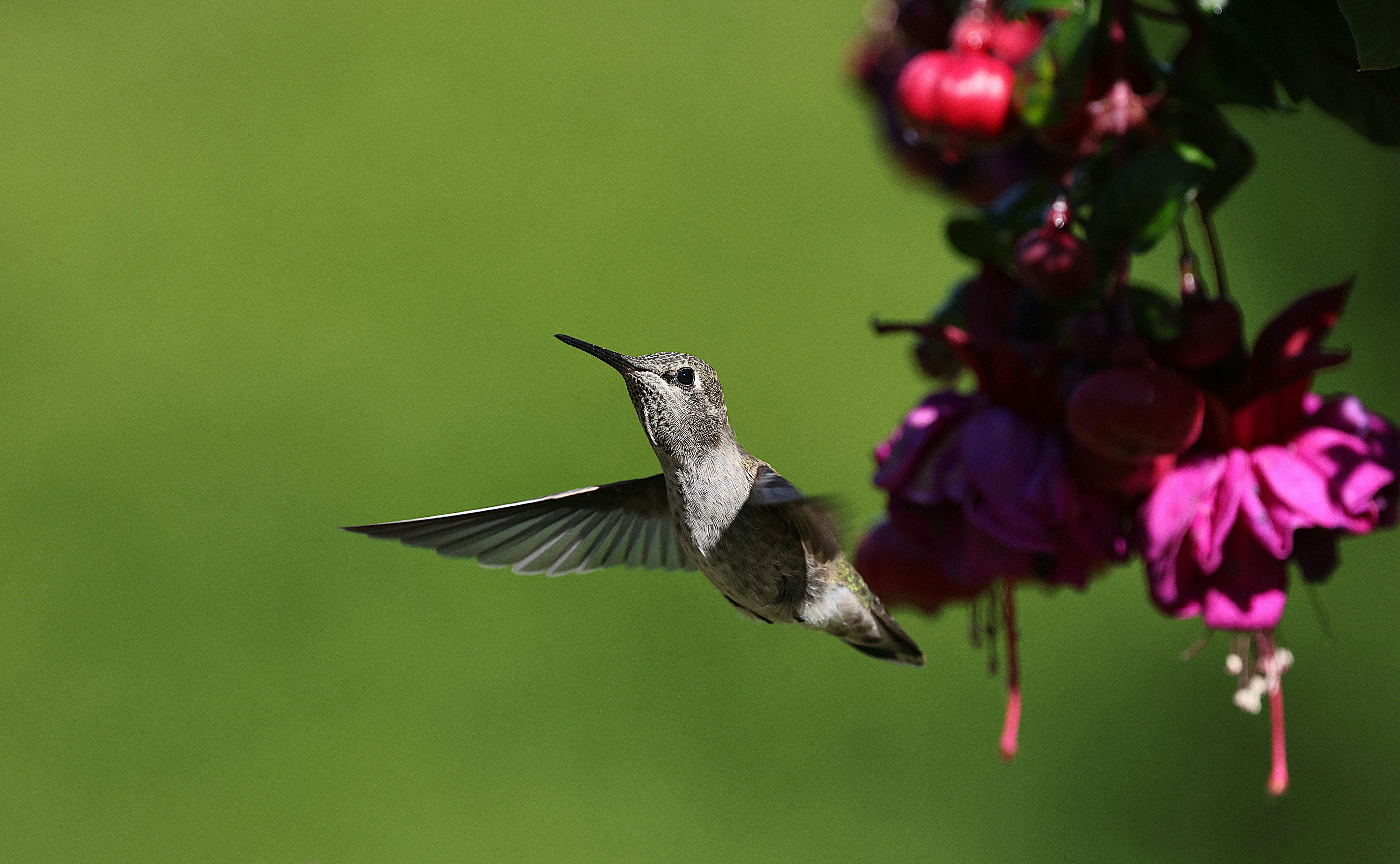 Stunning image of an Anna's hummingbird hovering near vibrant flowers in a sunny garden.
