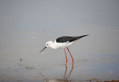 Free A black-winged stilt (Himantopus himantopus) searches for food in shallow water, showcasing its distinctive features. Stock Photo