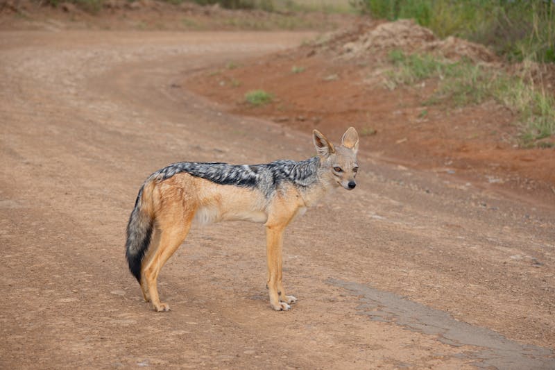 Un chacal à dos noir dans son habitat naturel en Namibie