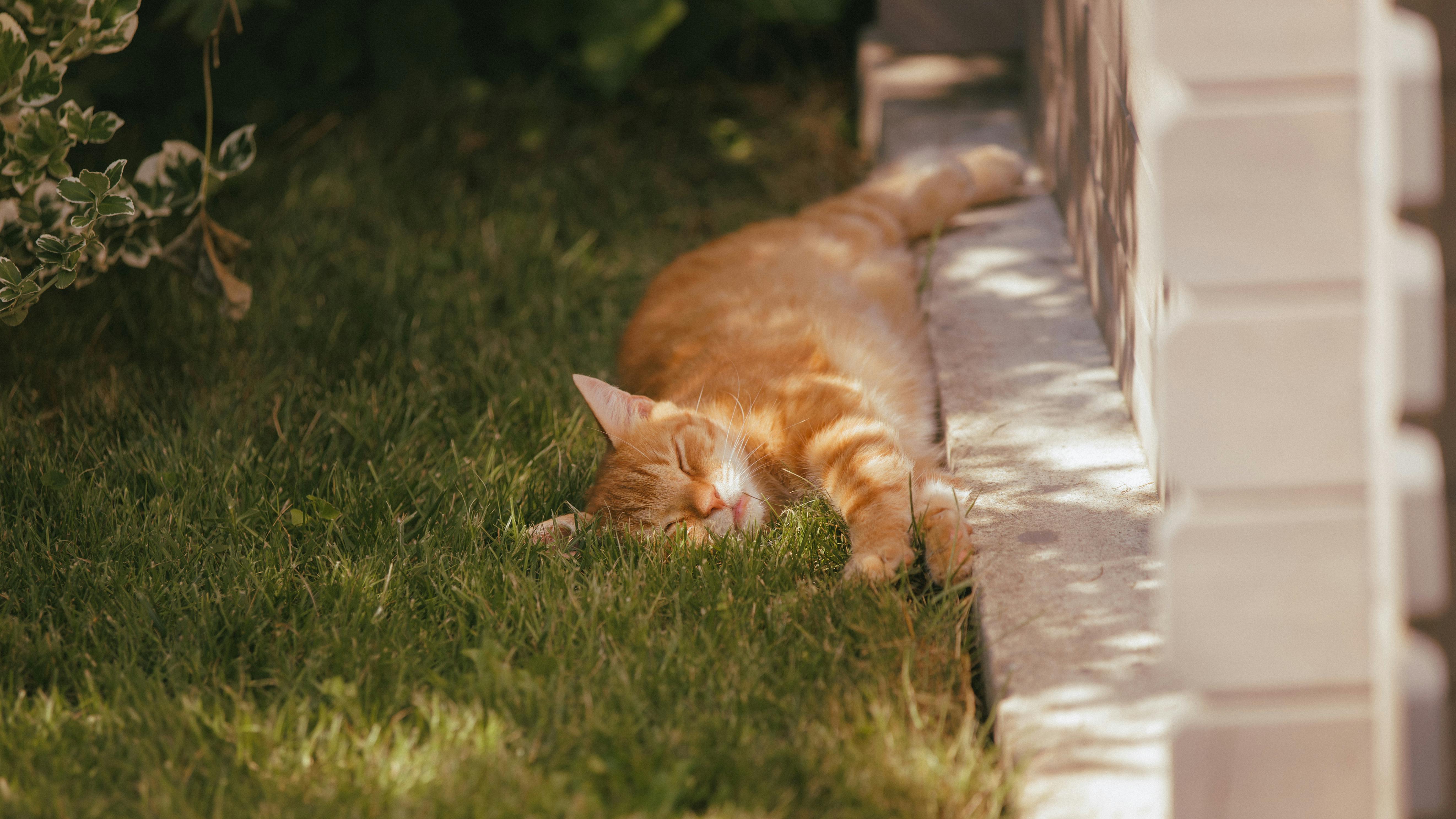 A ginger cat sleeping on a lush green lawn in the afternoon sun, showcasing relaxation and tranquility.