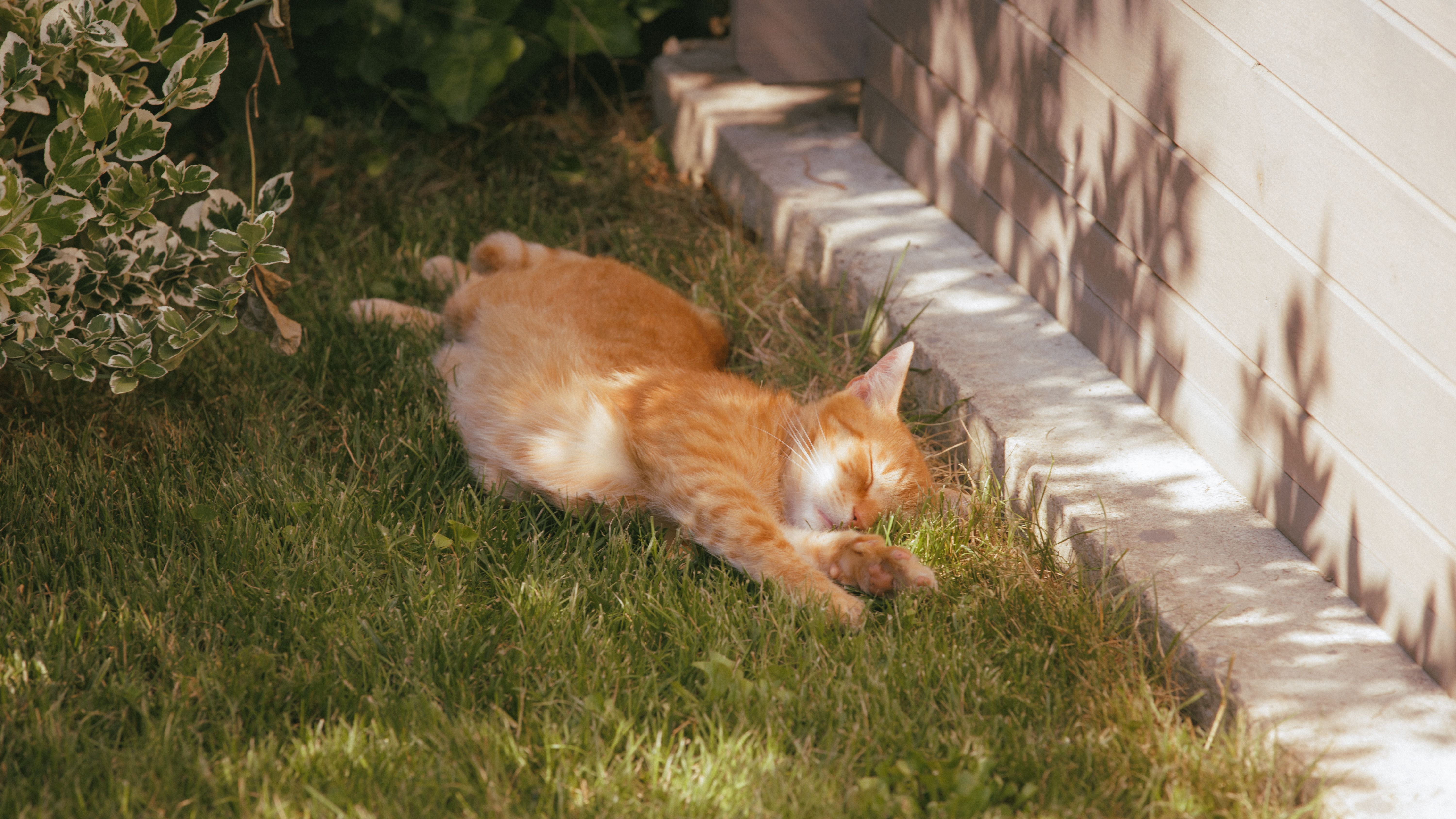 Peaceful Ginger Cat Sleeping in Sunny Garden · Free Stock Photo