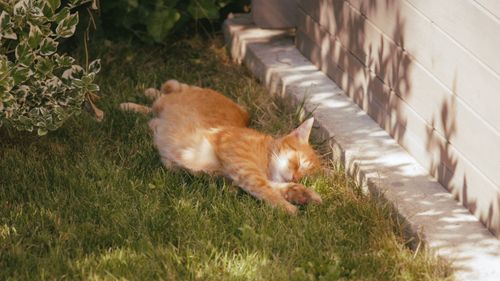 Free A ginger cat peacefully sleeping on green grass in a sunny garden, surrounded by plants and shaded areas. Stock Photo
