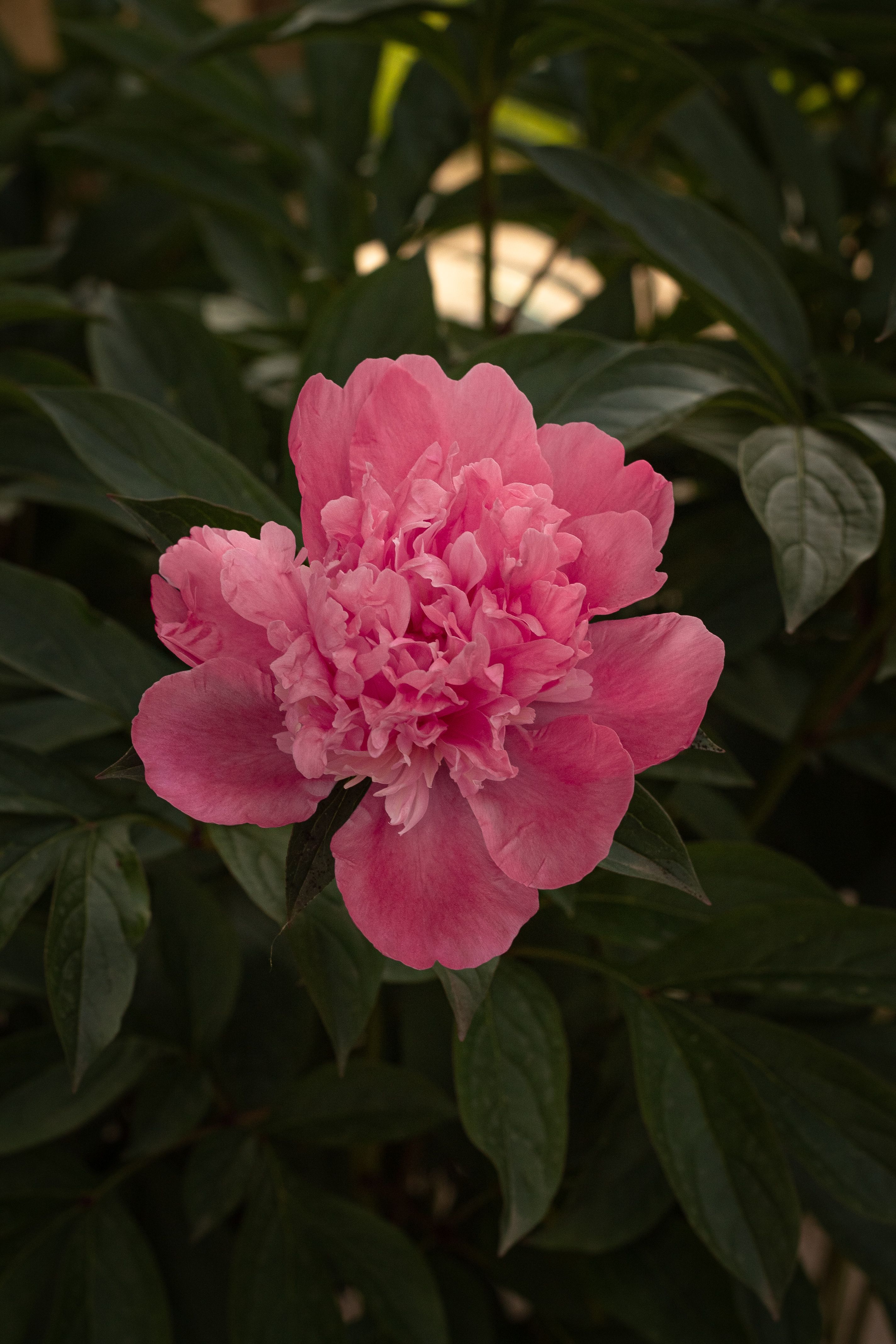 Vibrant Pink Peony Flower in Bloom · Free Stock Photo
