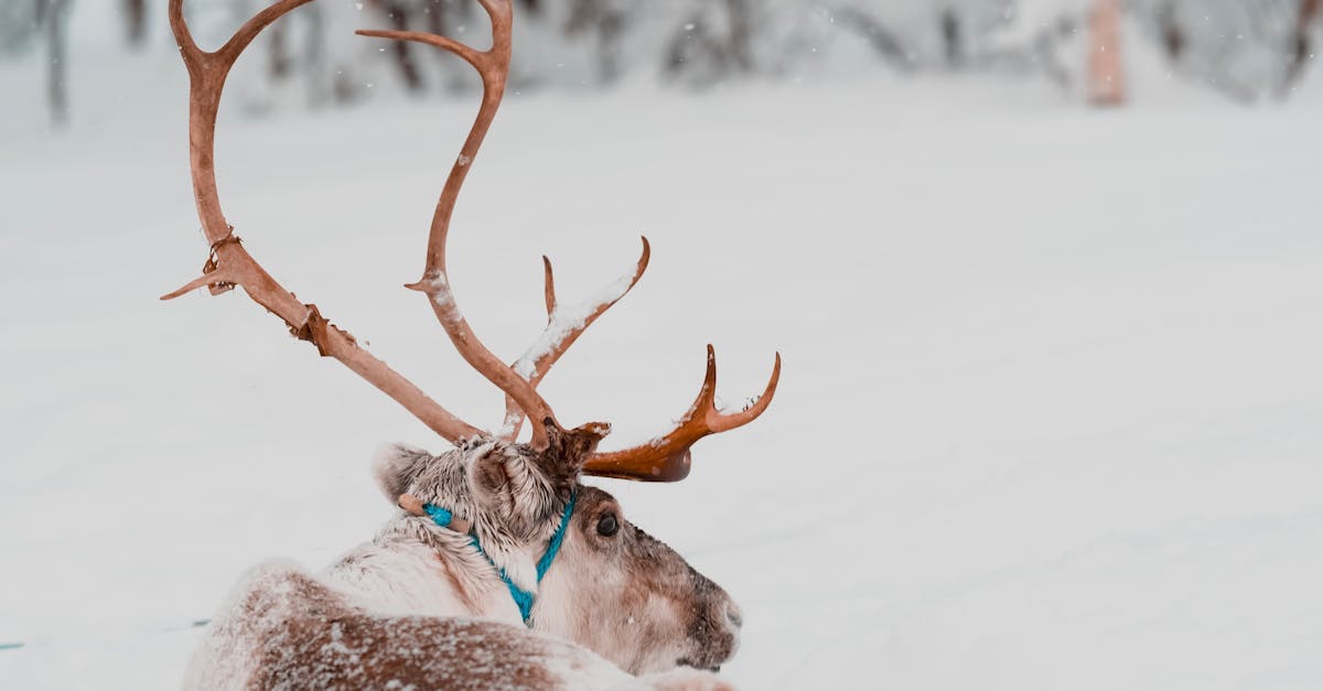 讓森林成為你的生活風格 大雪山 八仙山 森chill 系列活動盛夏啟程