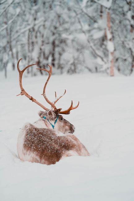 A reindeer rests in the snowy wilderness of Tromsø, Norway, amid falling snowflakes.