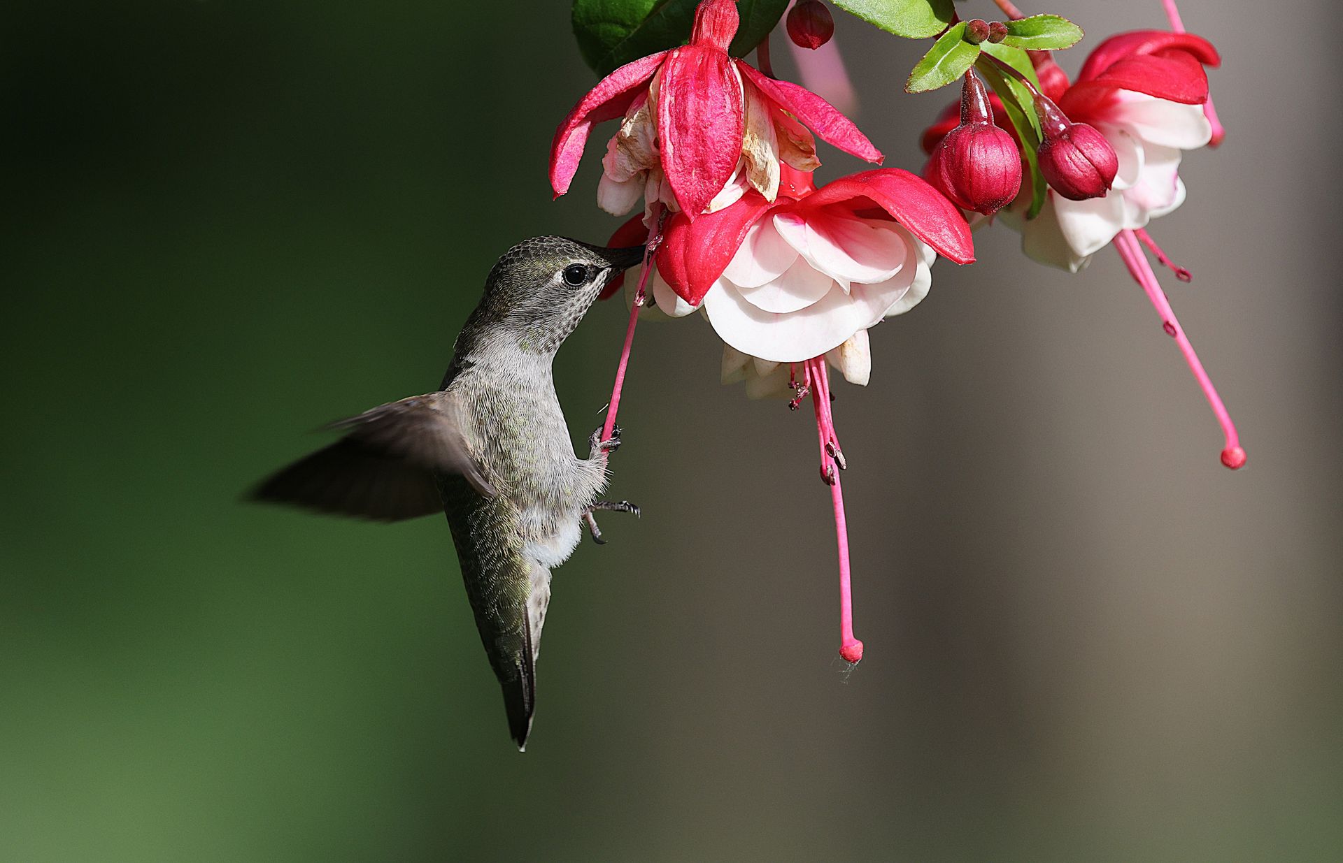 Close-up of Anna's hummingbird feeding on vibrant fuchsia flowers outdoors.