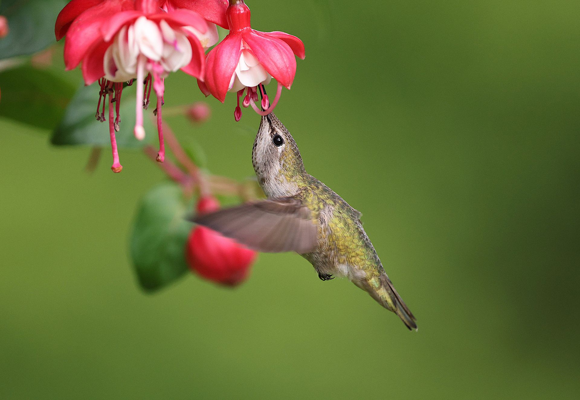 Anna's hummingbird delicately feeding on a vibrant red fuchsia flower in a lush outdoor garden.