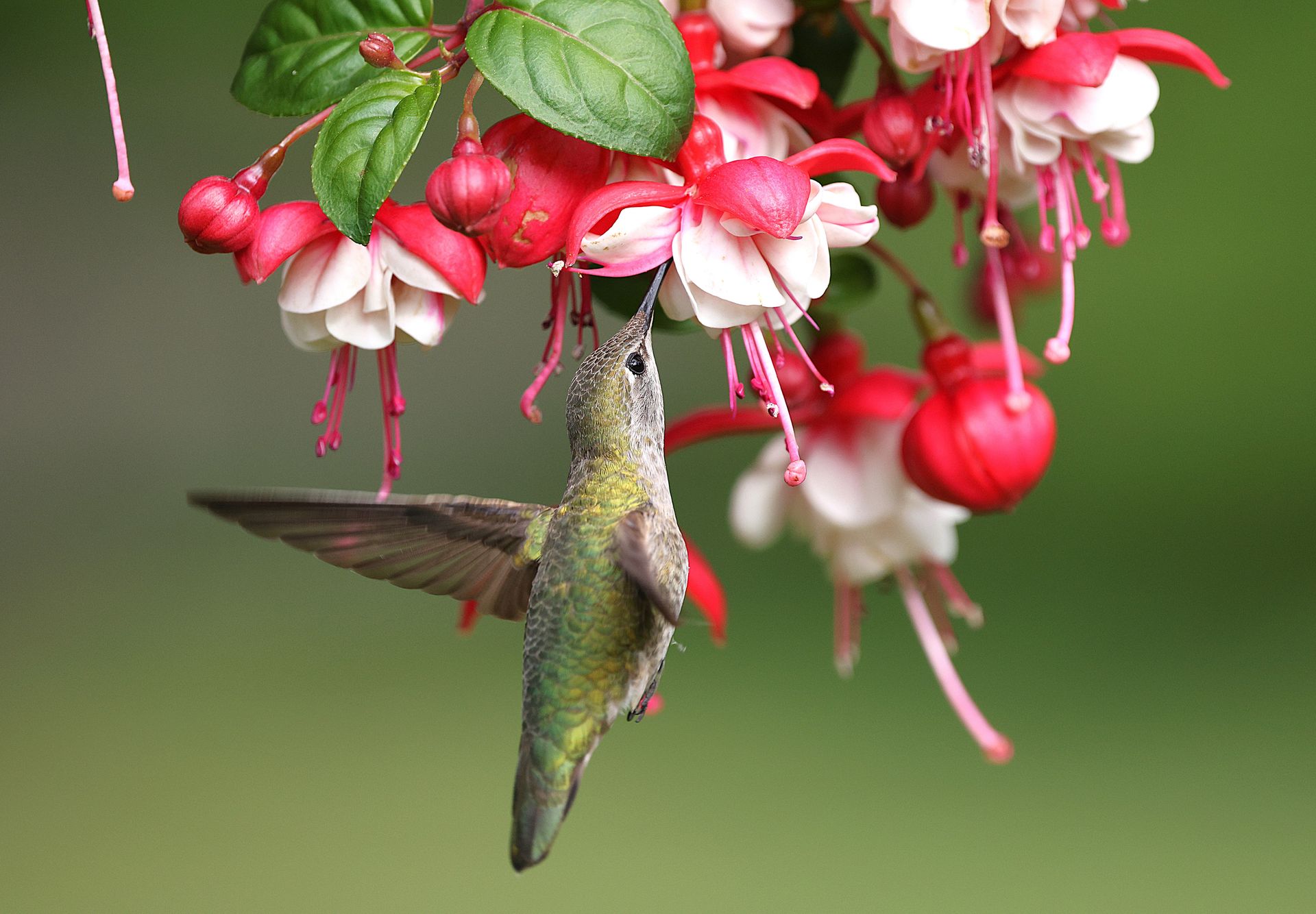A vibrant Anna's hummingbird feeds delicately on colorful fuchsia flowers in a lush garden setting.