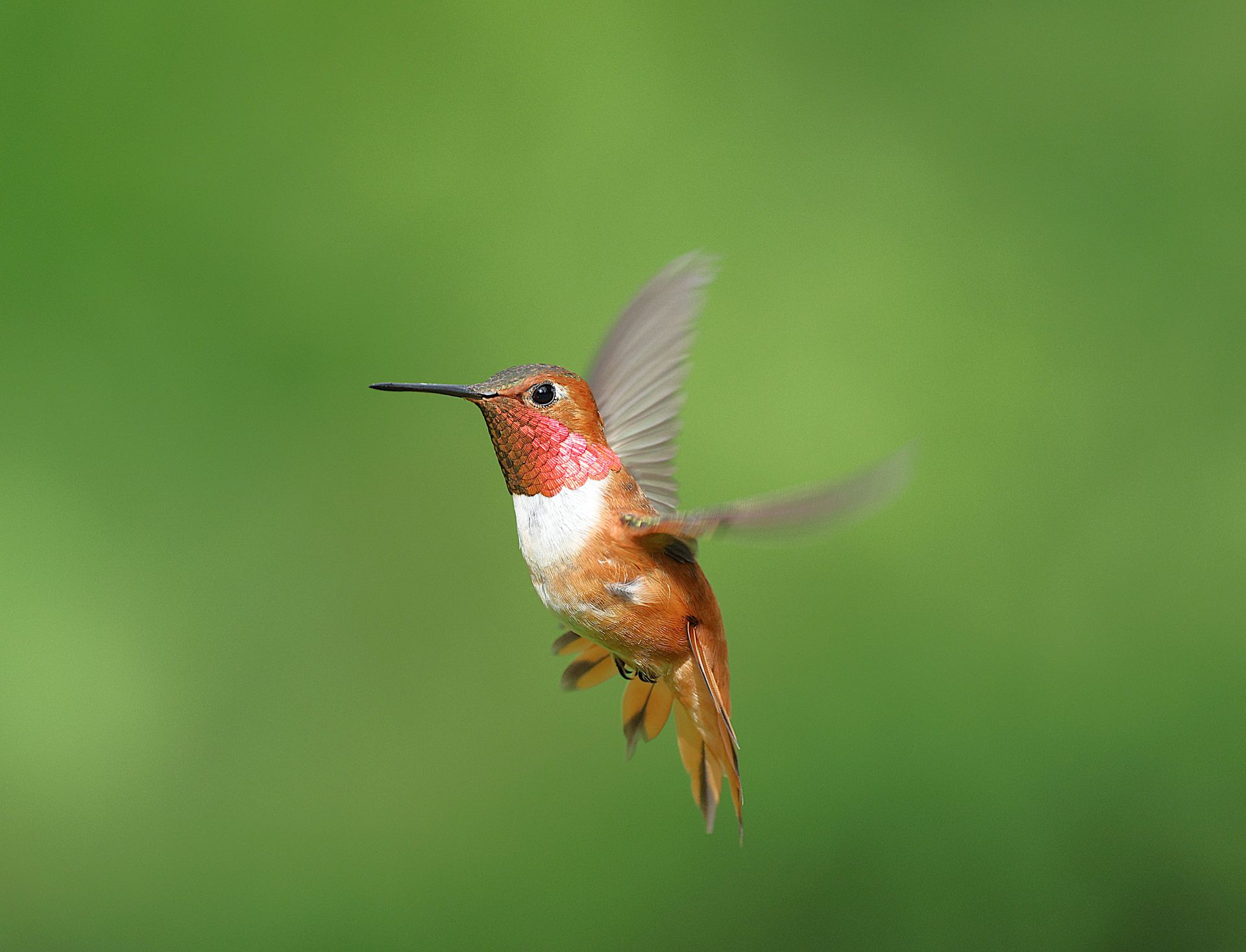 Close-up of a Rufous Hummingbird hovering in mid-air with a vibrant green backdrop.