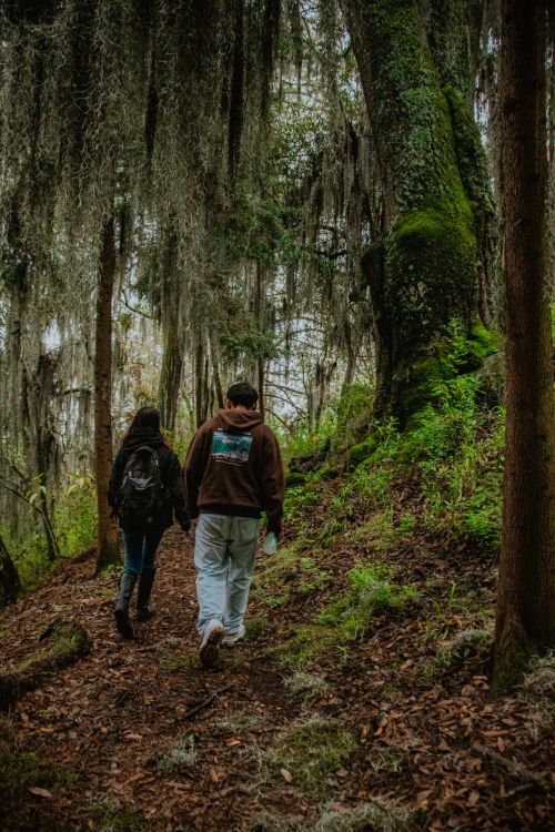 Two People Hiking in Lush Mossy Forest Trail · Free Stock Photo